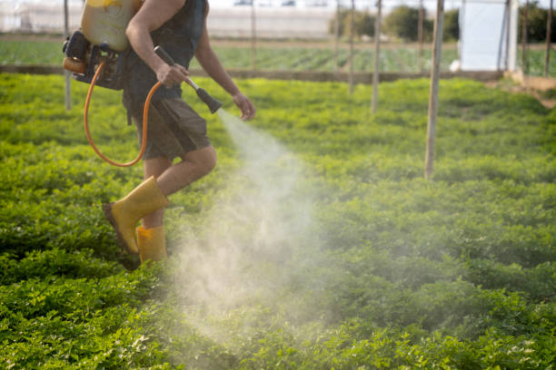 Best Wasp Removal Services  in Texkana, AR