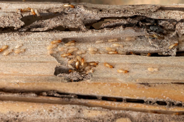 Best Spider Control Near Me  in Texkana, AR